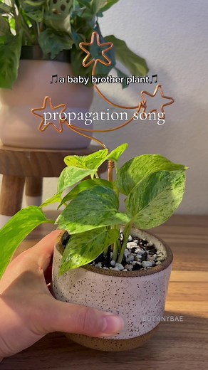 Plant Propagation Tips and Tricks