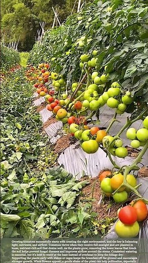 Growing Juicy Tomatoes: Smart Pruning and Care Tips for Bigger Harvests #farmingtips #farming
