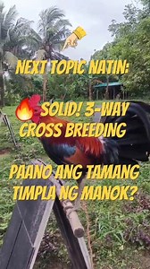 🔥PART #2 CONDITIONING AT POINTING SECRETS PARA SA PANALONG MANOK! 🔥 🐓💪 “KONDISYON ANG LABAN, HINDI LANG ANG TAPANG!” 💥 ✅ PRECON 21 DAYS CONDITIONING POINTING SECRETS = PANALONG MANOK! 🐓🔥 💉💪 “Sa tamang timpla ng Precon, disiplina sa conditioning, at matalinong pointing — siguradong LAMADO KA SA BITAW!” Walang tsamba sa sabong — disiplina, tamang vitamins tulad ng PRECON, at 21 days na scientific conditioning ang tunay na sikreto ng panalong manok! 👉 Follow mo na para updated ka sa mga b