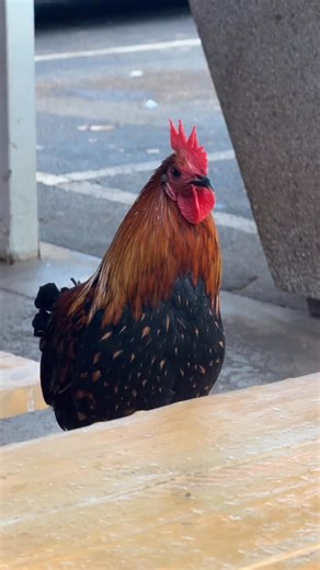 If you’ve been to Hawaiʻi, you know the chickens 🐔 Now meet the plush version — these Hawaiian Collectible stuffed toy chickens, each with their own name, number, passport, and birthday. Collect them all to discover their birthplaces and unique stories. Available in big and mini sizes — the perfect keepsake, gift, or stocking stuffer. Available at select ABC Stores | Filmed at ABC Store #51 | ABC Stores