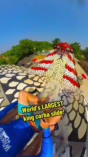 World’s LARGEST king cobra waterslide! 🤯 Would you try this? @Noahs Ark Waterpark @Wisconsin Dells #LovetheDells #WisDells #WisconsinDells #travel #waterpark #waterslide #thrill #adrenaline
