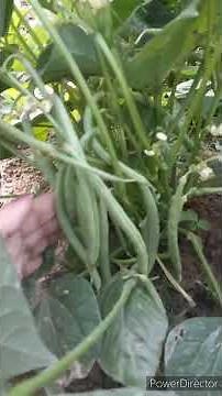 Agriculture || Mixed cropping || Winter vegetables || Potato, French beans and Brinjal.