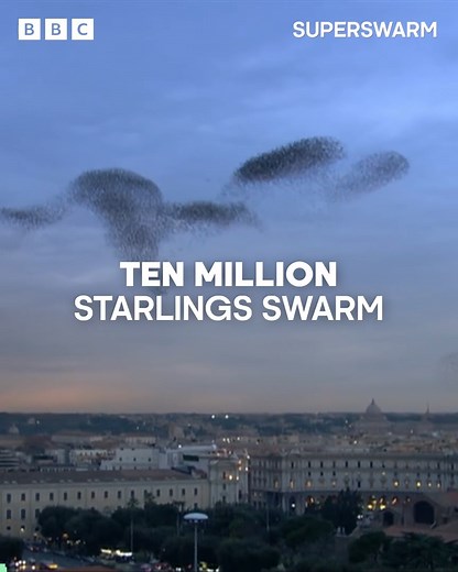 Perfect starling synchrony 🐦 💃 💫 Ten million starlings swarm in Rome to create an incredible aerial display, but they also drop seven tonnes of bird poo on the city every night! | BBC Earth