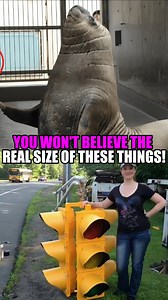 66K views · 931 reactions | Amazing facts you need to know!! Part 29  . . . #curiosities #curiosity #animals #didyouknow #curious #curiousworld #unknown #curiosities #knowledge #likes #unknownfacts #facts #unbelievablefacts #curiousfacts #didyouknow❓ #curious #fact #mystery #news #novelties #amazing #knowledge #didntknow #worldcuriousfacts #incredible #nerdcuriosities #fantastic #fantasticnerd | Clan of the Curios | Facebook