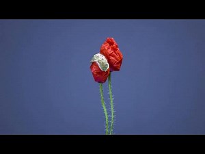 4K Time Lapse Flower Blooming