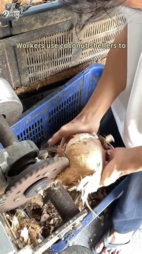Workers use coconut shellers to peel off the outer shell of coconuts