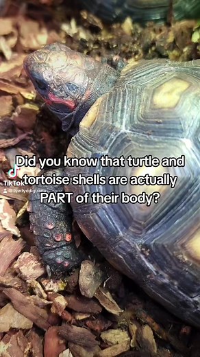 Yep, tortoises and turtles can feel it when you’re scratching their shell! 🐢 We’ve had it before where some tortoises will actually “dance” back and forth as we’re scratching their shell in enjoyment. 😊 Have you ever had a pet tortoise that loved its shell being scratched? #tortoise #turtle #funfacts #herpetology #biology #education #cute | The Tye-Dyed Iguana