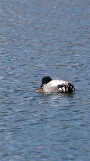 청머리오리 (짝짓기) Mallard (mating)