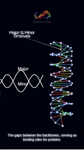 DNA Double Helix Structure Explained - Educational Animation Loop - Gravicool Studios #physics
