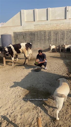 Effective Strategies to Increase Animal Appetite