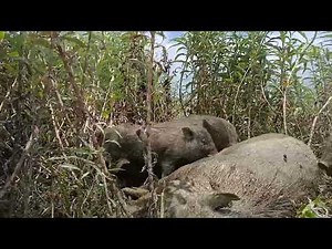 🐷 **Adorable Baby Pigs Feeding on Mother's Milk!** 🍼
