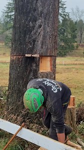 1.1M views · 2K reactions | Different tree. Same satisfying ending 望 #tree #chainsaw | Guilty of treeson | Facebook