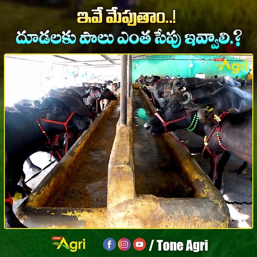 Buffalo Nutrition and Feed Management Guide by Mohmmad Abdul Mazhar. In this comprehensive guide, Mohmmad Abdul Mazhar, an expert in dairy farming, shares his expert knowledge on how to balance buffalo feed, improve milk production, and maintain animal health and fertility through smart nutrition practices. Learn about the right feed composition, green fodder, dry fodder, mineral mixtures, and feeding schedules that ensure your buffaloes stay strong, productive, and disease-free. Balanced Diet f