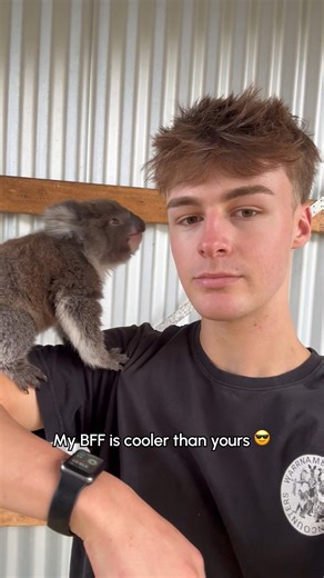 1.1M views · 66K reactions | Too Koala For School! 殺 #Koala #Wildlife #AdorableAnimals #Cute | The Pet Collective | Facebook