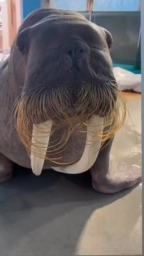 ONLY MORS on Instagram: "No Problem! Here’s the Information About the Mercedes CLR GTR refers to a copypasta that surfaced en masse on Instagram in 2024 as it became a common Instagram Reels caption for posts on meme pages and bot accounts. The copypasta reads like an advertisement for a Mercedes CLR GTR vehicle which is not an actual Mercedes-Benz model and instead a likely misnomer for the Mercedes-Benz CLK GTR or the Mercedes-Benz CLR. Many speculated that the caption was AI-generated by Chat