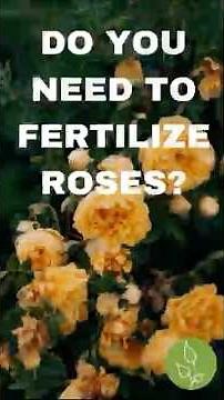 How to Fertilize Roses - Want bigger, healthier roses? 🌹 Here is the secret to perfect fertilizing!