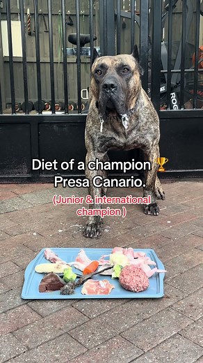Diet of a Champion Presa Canario: Nutrition Essentials