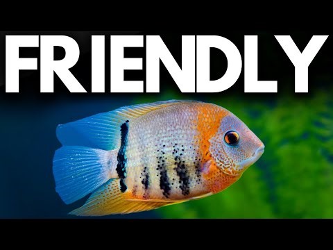 Fish That Look Scary But Are Gentle