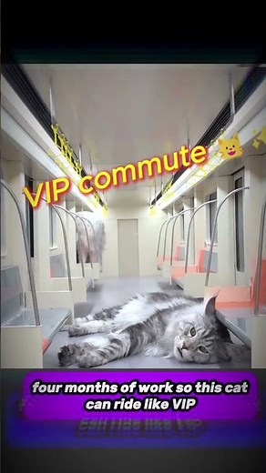 This guy built a SUBWAY for his CATS 🤯🐱🚇 | Shorts