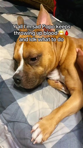 My dog keeps throwing up blood #jeeta4k #dog #trending #memes