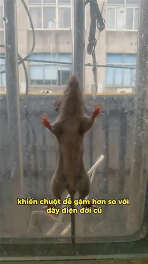 VÌ SAO CHUỘT THÍCH CẮN DÂY ĐIỆN XE OTO