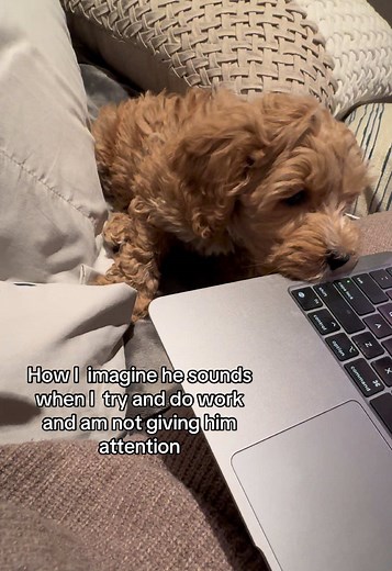 Cockapoo Puppy Craves Attention While I Work