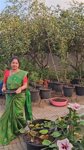 72K views · 1.4K reactions | Hibiscuses harvesting మందారం #hibiscus #flowers #mygarden #gardening #shorts #viralvideo #trending | Mahi Swoji Gardening Vlogs | Facebook