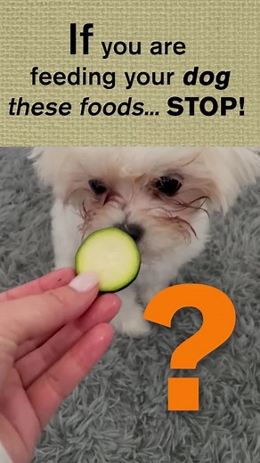 Katherine Heigl shares the 3 “Canine Superfoods” that helped transform her dog’s health