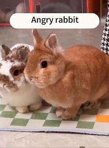 3.3K views · 148 reactions | Why Rabbits Thumping The Legs #viral #reels #bunny #rabbit #rabbit #animal #pets #usa | Bunny Bungalow | Facebook