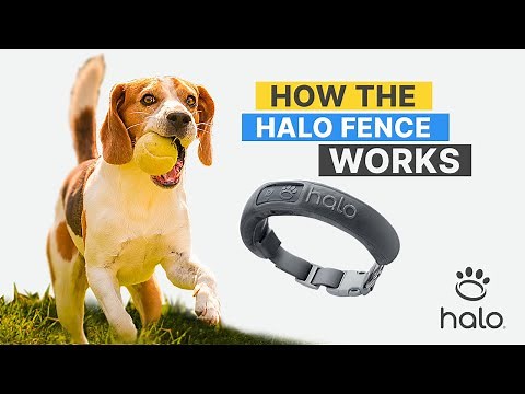 HOW HALO COLLAR DOG FENCE WORKS - PUTTING THIS WIRELESS GPS FENCE TO THE TEST