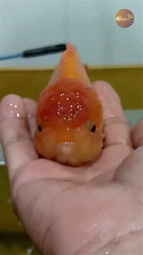 My Mom's Pet: The Cutest Lionhead Goldfish You'll Ever See