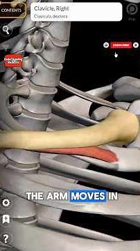 Full 3D anatomy of the Subclavius ✨🔥The hidden muscle #anatomy #science #biology