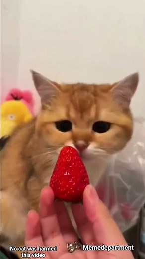 Top 10 most viral and funny moments of cats🤣🤣🤣 #cat​​​​​​​​​​​​​​​​​​​​​​​​ #funny #shorts ​ #viral