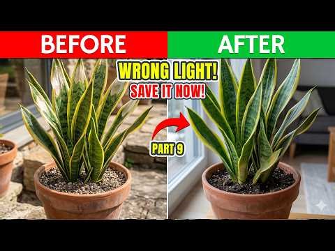 Snake Plant Care Tips: Summer vs Winter Watering & Light Guide | Snake Plant Tips