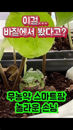 🐸자연이 먼저 인정한 바질🐸 “우리 스마트팜, 463종 농약 무검출. 깨끗한 환경을 제일 먼저 알아본 건… 청개구리였습니다.” “이건 그냥 허브가 아니에요.” #청개구리 #손님 #바질 #무농약 #ESG #건강정보 #건강관리 #자연 #스마트팜 #울산 프#프리미엄허브초록 #감성 #청년 #농부 #여성 #귀농 #농사 #일기 #허브 #로컬푸드 #청년창업 #농업 #법인 #프랑스팜 #프랑스