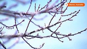 Winter came early to Australia, a cold front brought high winds, snow and hail to the southeast in a cold snap the weather bureau says could last until the middle of the week https://reut.rs/41ernsP | Reuters