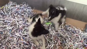 53K views · 1.6K reactions | Good morning Sheltie puppies, and happy adoption day! | Atlanta Humane Society | Facebook