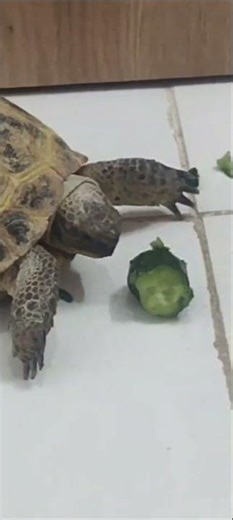 🐢Funny turtle eating cucumber #turtle #mukbang #shorts #eating #yt #viral #Tortoise
