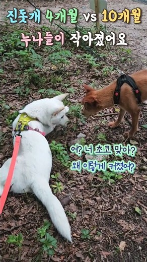 암컷은 아기 백구를 배려해요 진돗개 4개월 vs 10개월 Best Dog? Korean Jindo!
