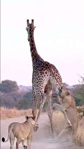 Prey Fights Back Lion Gets Attacked