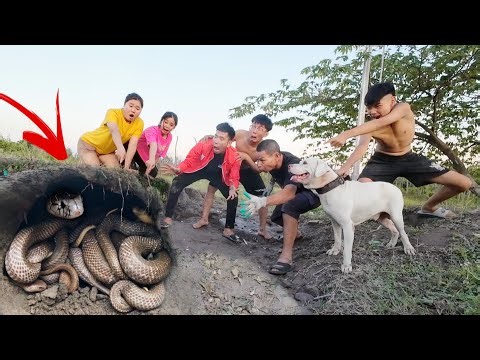 Brave expert and Pitbull dog capture 100 ferocious snakes with bare hands
