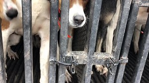 Understanding Walker Hounds for Deer Hunting