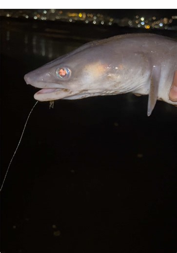 Surfcasting Techniques for Congrio Fishing