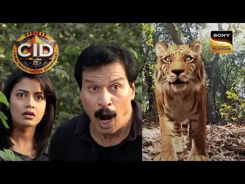 एक Ferocious Tiger की खोज में निकली Team CID | CID | सी.आई.डी | Crime Mysteries | 26 July 2023