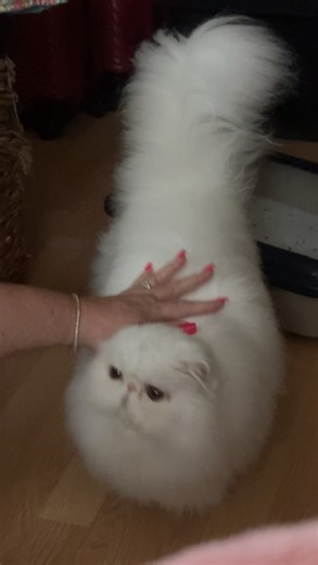 GP RossiWood Talkin’ Smack, littermate to GC BW NW RossIWood Doctor Who | Mitchell Ross