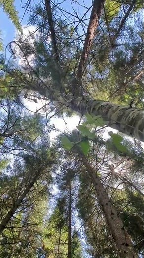 Balsam fir cut to give space for spruce to grow