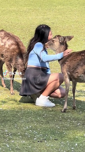 Friendly Deer Encounters in Nara Japan