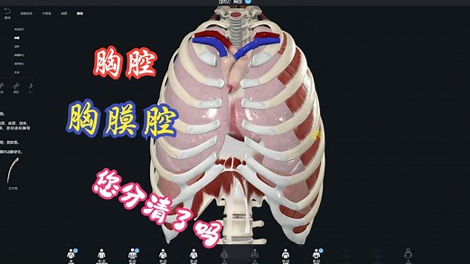 胸腔和胸膜腔，您分清了吗？
