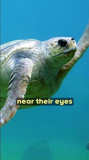 Why Do Turtles Cry in Cold Weather? 🐢❄️