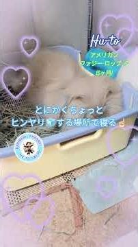 #うさぎとの生活 Hu-to Vblog⛄🌪️お気に入りの場所⛄💕 #rabbit